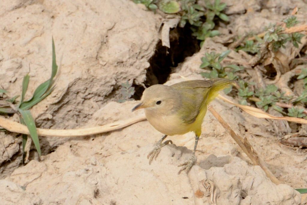 Senegal Eremomelaadult