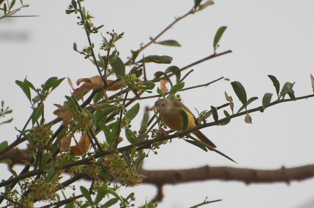 Senegal Eremomelaadult