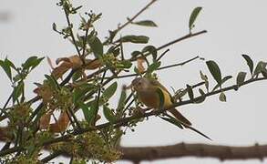 Senegal Eremomela