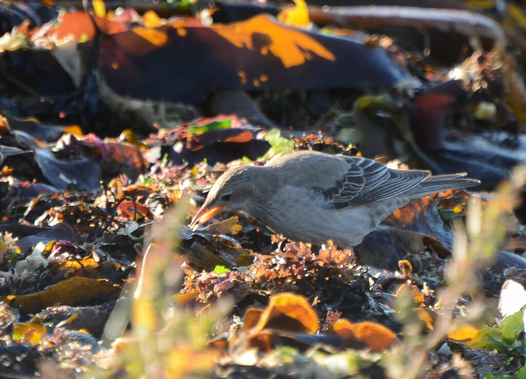 Rosy Starlingimmature