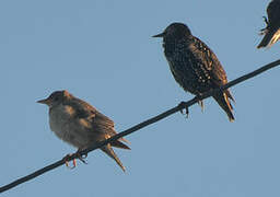 Rosy Starling