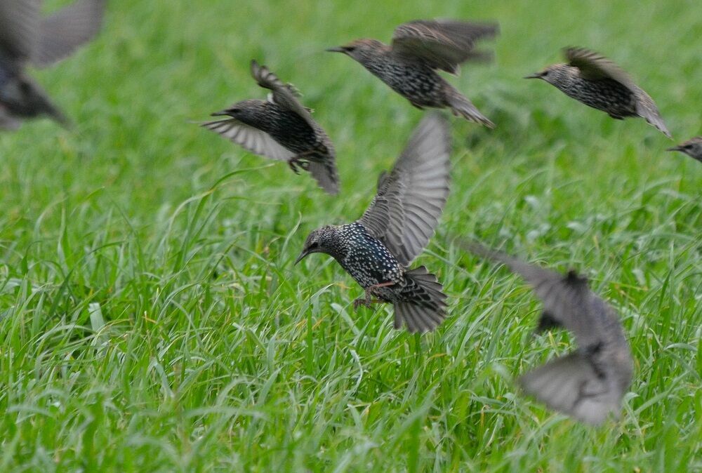 Common Starling, Flight