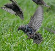 Common Starling