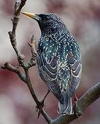 Common Starling