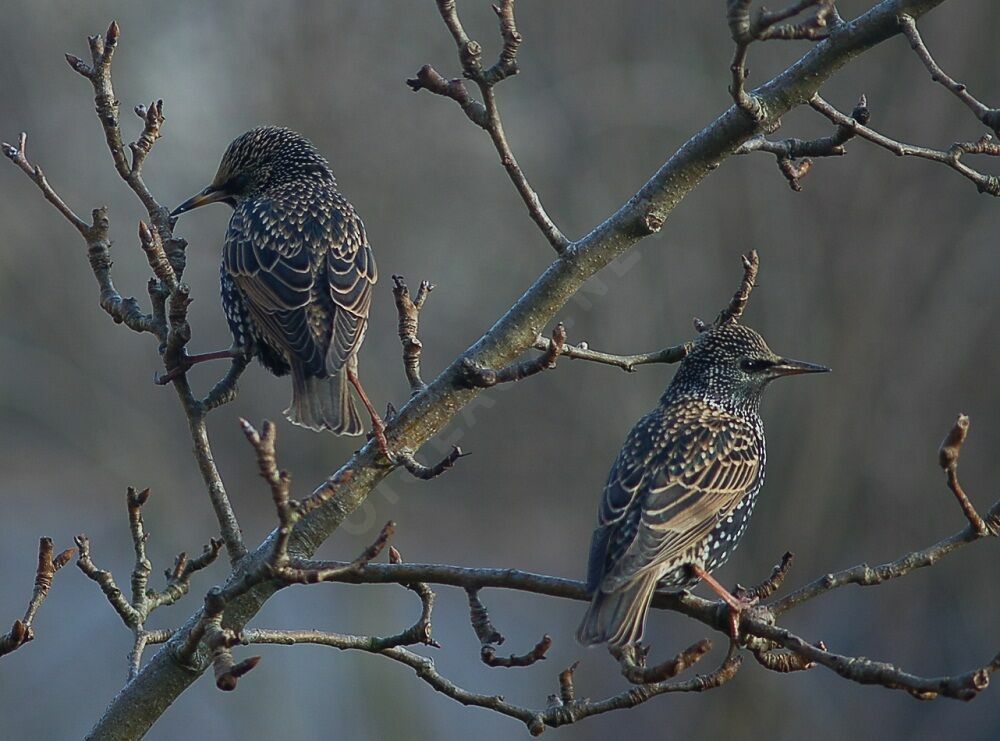 Common Starling