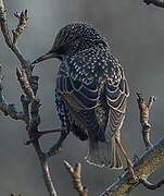 Common Starling