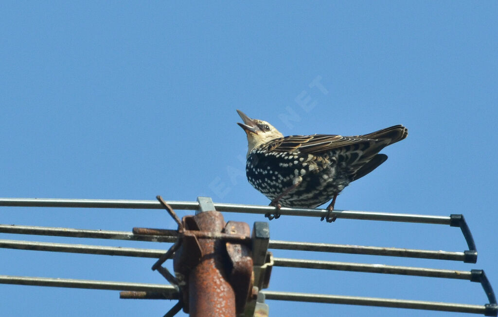 Common Starlingimmature, identification