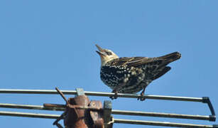 Common Starling