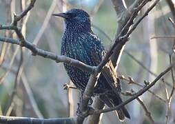 Common Starling