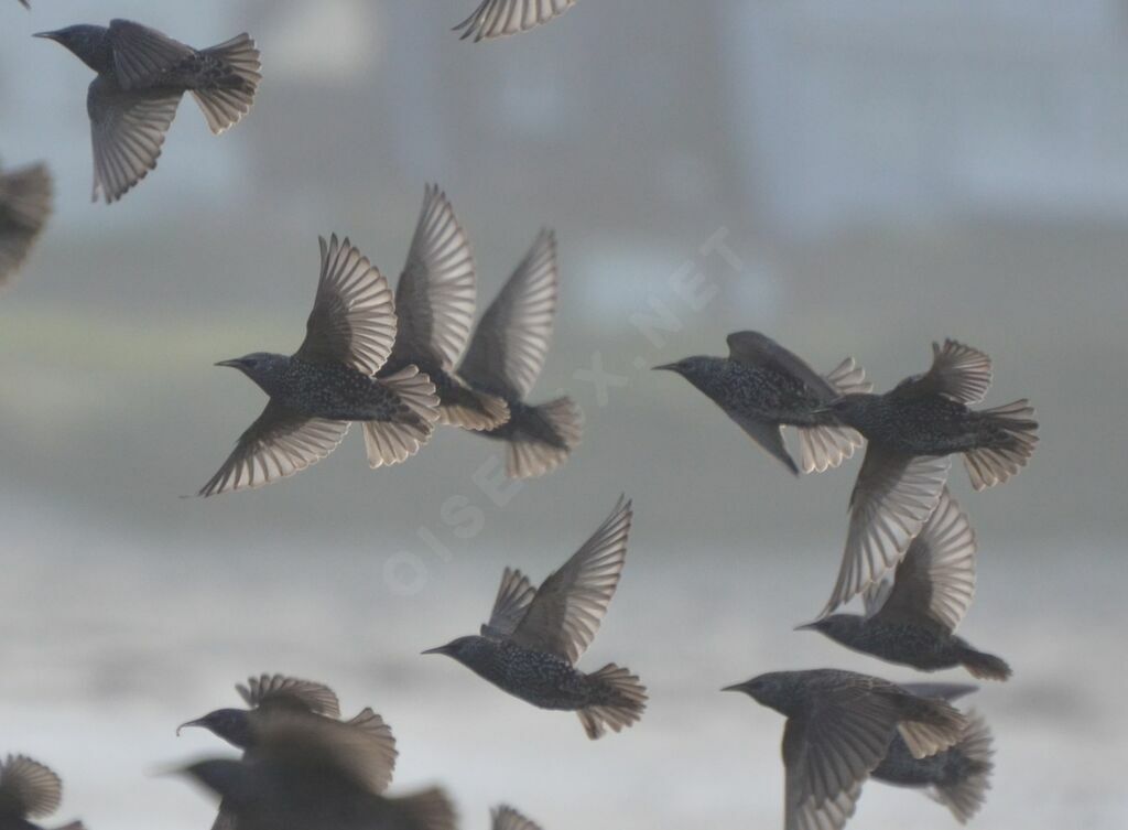 Common Starling, Flight