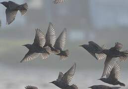 Common Starling