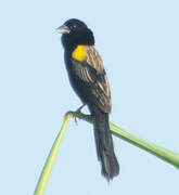 Yellow-mantled Widowbird