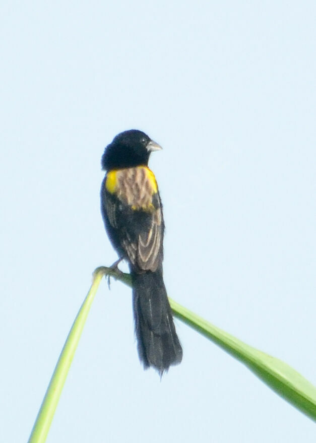 Yellow-mantled Widowbird