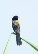 Yellow-mantled Widowbird