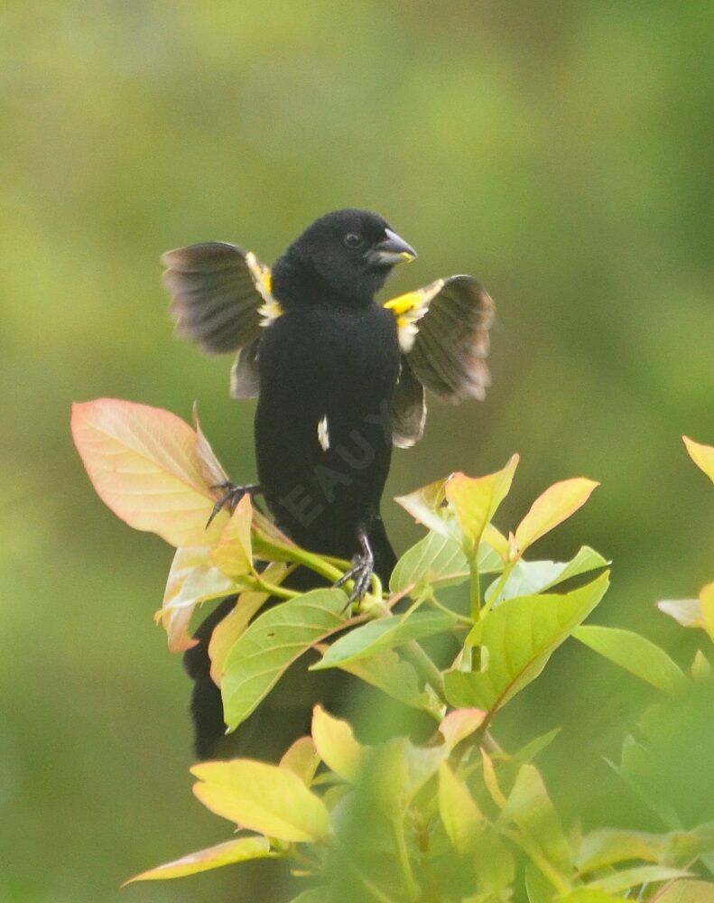 Yellow-mantled Widowbirdadult breeding, identification