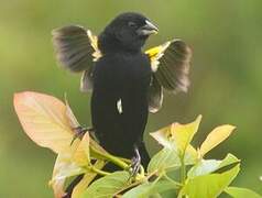 Yellow-mantled Widowbird