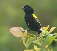 Yellow-mantled Widowbird