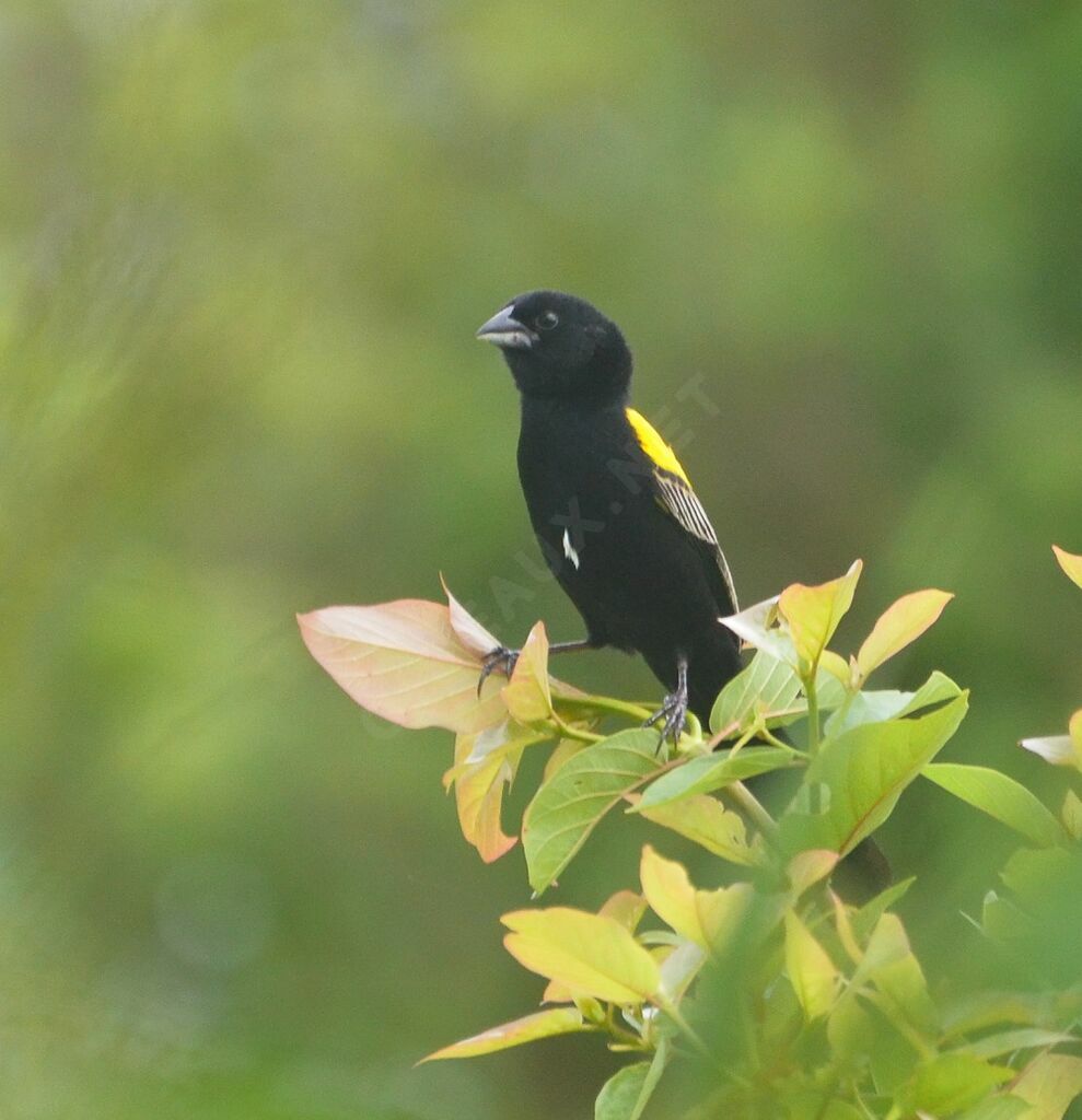 Yellow-mantled Widowbirdadult breeding, identification