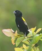 Yellow-mantled Widowbird