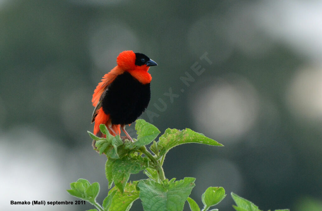 Northern Red Bishopadult breeding, identification