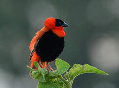 Northern Red Bishop