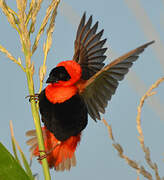 Northern Red Bishop