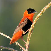 Northern Red Bishop