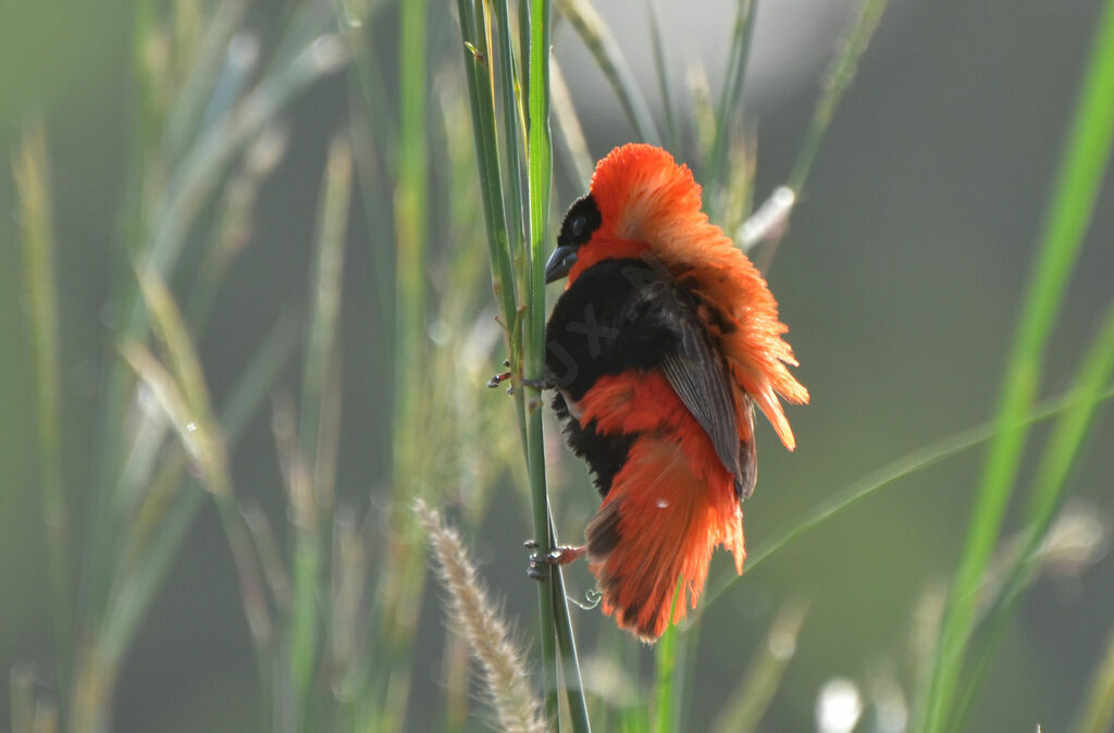 Northern Red Bishopadult, Reproduction-nesting