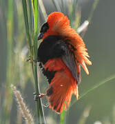 Northern Red Bishop