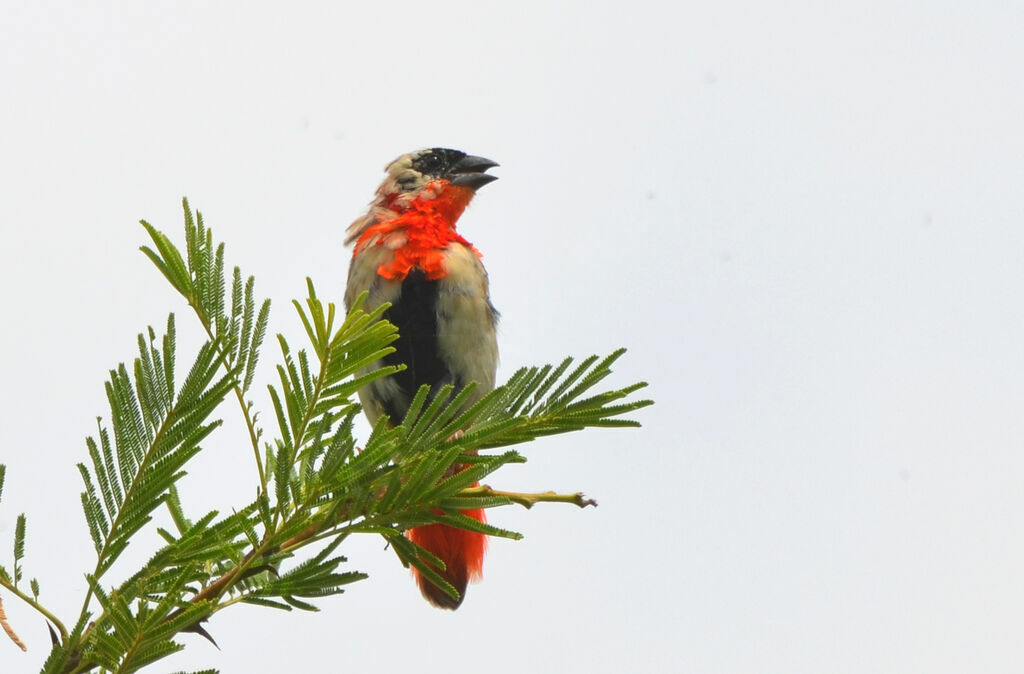 Northern Red Bishop male adult