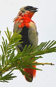 Northern Red Bishop