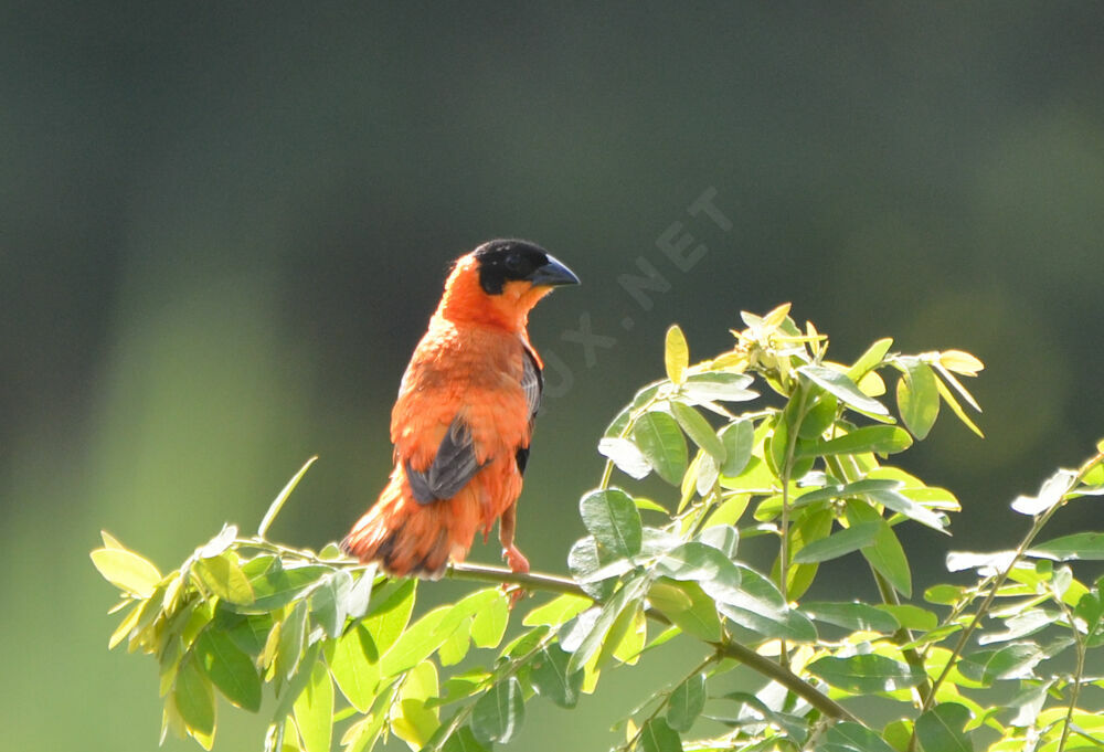 Northern Red Bishop male adult, Reproduction-nesting