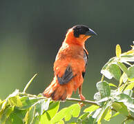 Northern Red Bishop