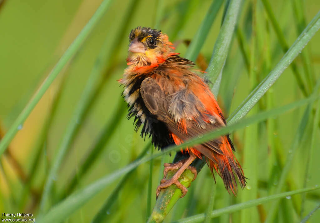 Northern Red Bishop male adult transition, identification