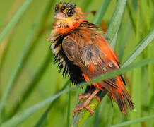 Northern Red Bishop