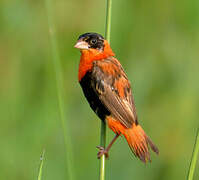 Northern Red Bishop