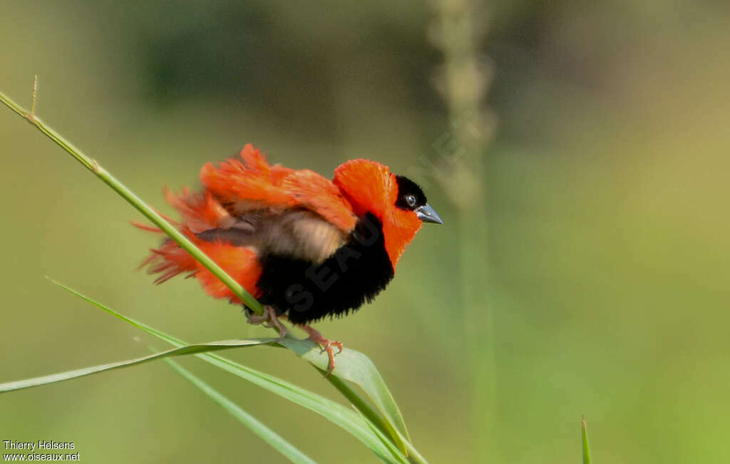 Northern Red Bishop male adult breeding, Behaviour