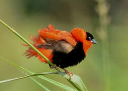 Northern Red Bishop