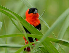 Northern Red Bishop