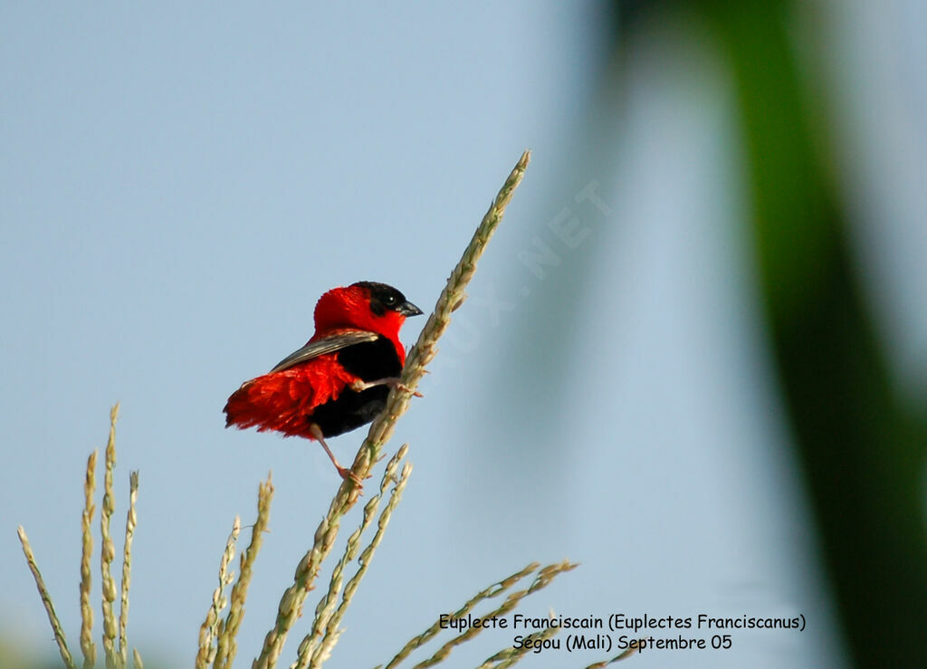 Northern Red Bishop male adult breeding