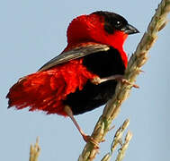 Northern Red Bishop