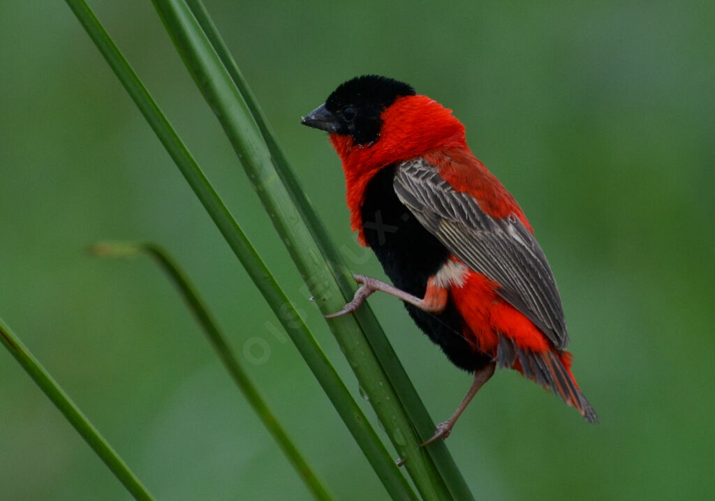 Northern Red Bishop - Euplectes franciscanus adult breeding - thhe303864