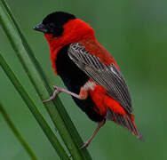 Northern Red Bishop