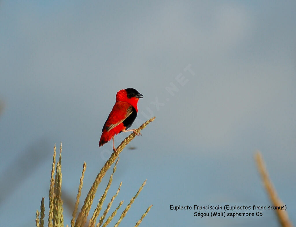 Northern Red Bishop male adult breeding