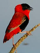 Northern Red Bishop