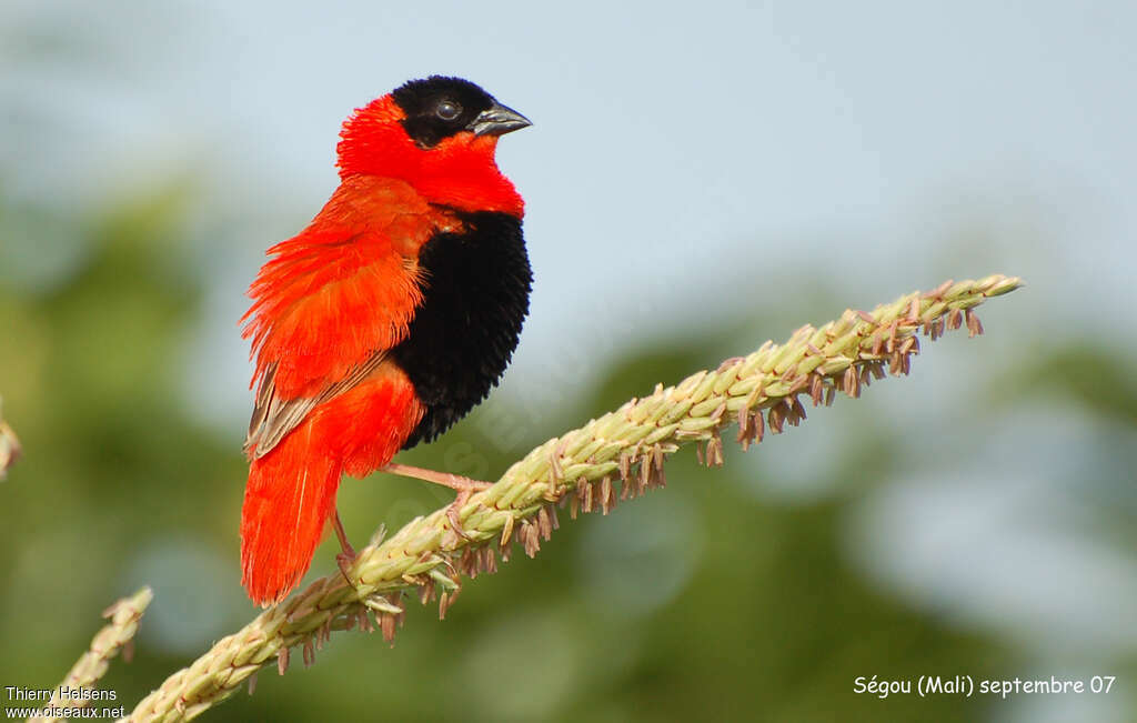 Northern Red Bishop male adult breeding, identification, pigmentation