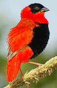 Northern Red Bishop