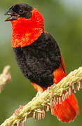 Northern Red Bishop