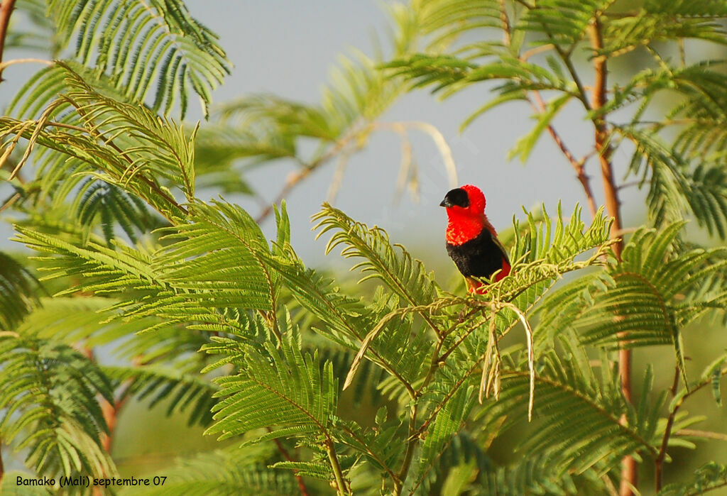 Northern Red Bishop male adult breeding