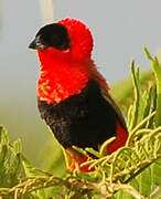 Northern Red Bishop